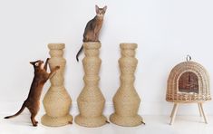 two cats are playing with each other in front of some vases and a bird feeder