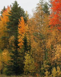 trees with orange and yellow leaves in the fall