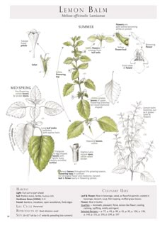 the plant life cycle for lemon balm