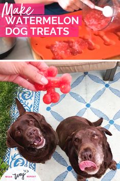 two dogs with their mouths open, one is eating watermelon