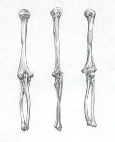 three different types of bones are shown in this drawing