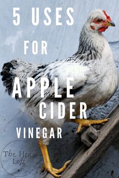 a white and black chicken standing on top of a piece of wood with the words 5 uses for apple cider vinegar