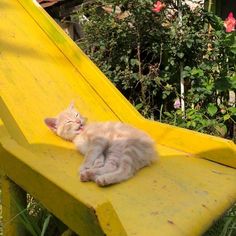 an orange cat laying on top of a yellow bench