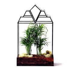 a plant in a glass container on a white background