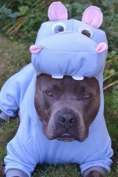 a brown dog wearing a blue costume laying in the grass with its eyes wide open