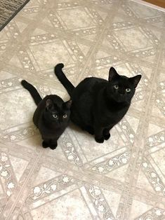 two black cats sitting next to each other on the floor