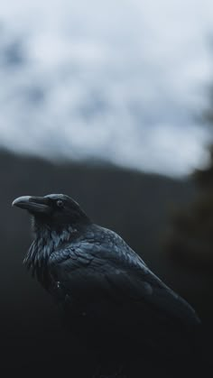 a black bird sitting on top of a tree branch in front of a cloudy sky