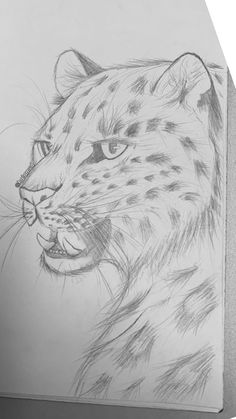 a pencil drawing of a cheetah's head