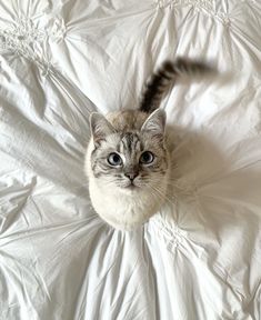 a cat sitting on top of a white bed covered in sheets and pillows, looking up at the camera