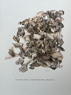 a bunch of mushrooms sitting on top of each other