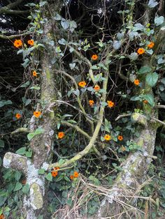 an old tree with orange flowers growing on it