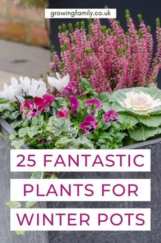 some flowers and plants in a planter with the words 25 fantastic plants for winter pots