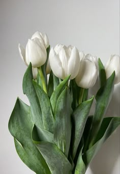 white tulips in a vase with green leaves on the side and light grey background