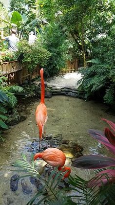 two flamingos are standing in the water next to some plants and trees, while one is looking at something