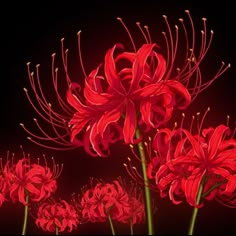 some red flowers are in the dark with bright lights on their stems and behind them is a black background