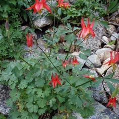 red flowers are growing out of the rocks