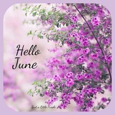 purple flowers with the words hello june on it