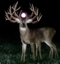 a deer is standing in the grass at night with its head turned to the side