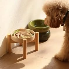 a dog looking at his food bowl on the floor