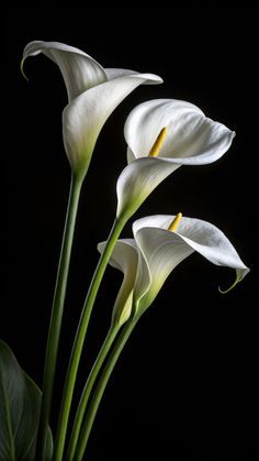 three white calla lilies with green stems in front of a black background,