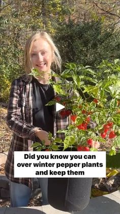 a woman standing next to a potted plant with tomatoes on it and the words did you know you can over winter pepper plants and keep them