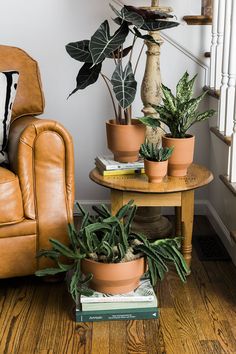 three potted plants sit on top of two small tables in front of a brown leather chair