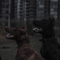 two black dogs sitting next to each other