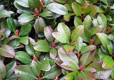 some green and red plants with water droplets on them