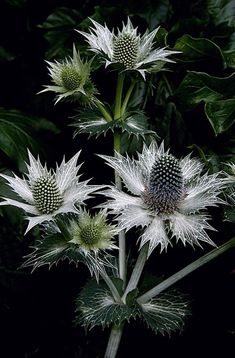 some very pretty white flowers in the dark