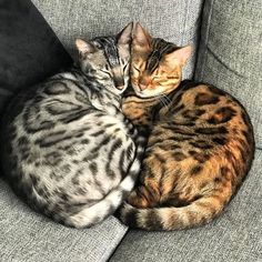 two cats are curled up on a couch