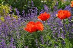 red poppies and lavenders in a garden