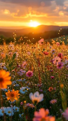 a field full of flowers with the sun setting in the background