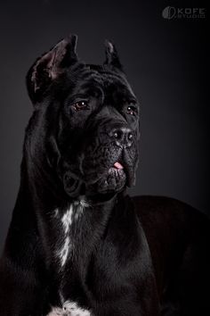 a black and white dog with its tongue out