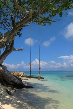 two people sitting on swings in the sand by the water's edge, while one person is swinging from a tree