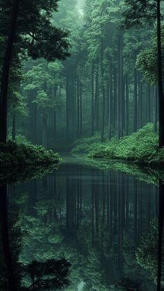 a forest filled with lots of green trees next to a lake in the middle of it