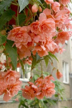 pink flowers are hanging from the branches of trees in front of a building with lots of windows