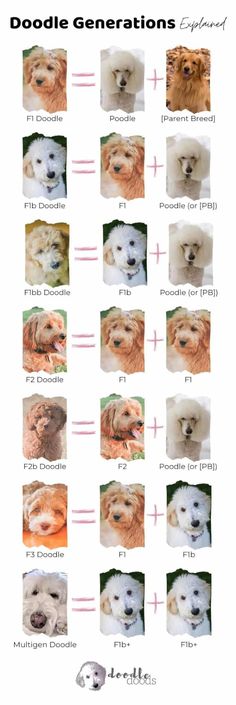 the different types of dogs are shown in this chart