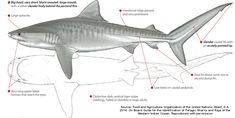 an image of a shark that is labeled