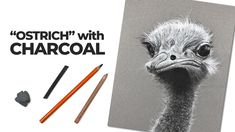 an ostrich's head is surrounded by pencils and crayons