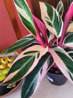 Stromanthe plant has long, pointed brightly colored green, white, and pink leaves with a purple underside- Houseplant411.com Stromanthe Plant, Stromanthe Triostar, Plant Parenting, Plant Mama, Household Plants, Plant Parent, Container Gardening Flowers