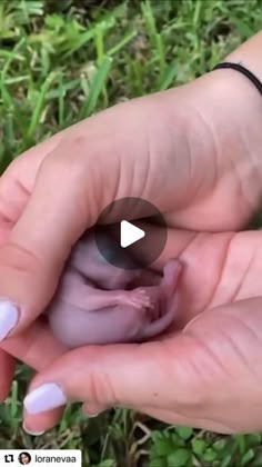 a person holding a small animal in their hand with grass behind it and the caption that reads, i am not sure what you are looking at