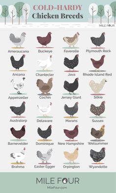 the different types of chickens are shown in this poster, which shows their names and colors