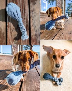 four different pictures of a dog with something in it's mouth and on the ground