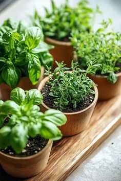 small potted plants are sitting on a wooden tray