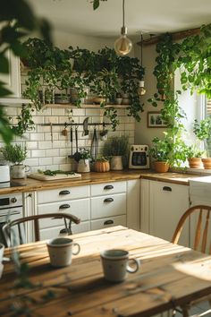 a kitchen filled with lots of potted plants