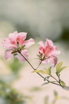 two pink flowers with green leaves in the foreground and blurry background behind them