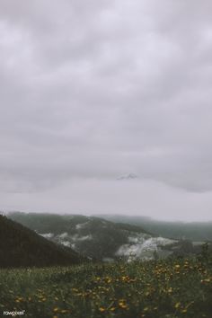 the mountains are covered in clouds and yellow wildflowers, as seen from an overlook point