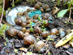 snails crawling on the ground next to plants