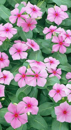 pink flowers with green leaves in the background