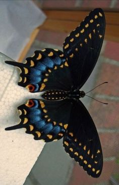 a blue and yellow butterfly sitting on top of a white towel